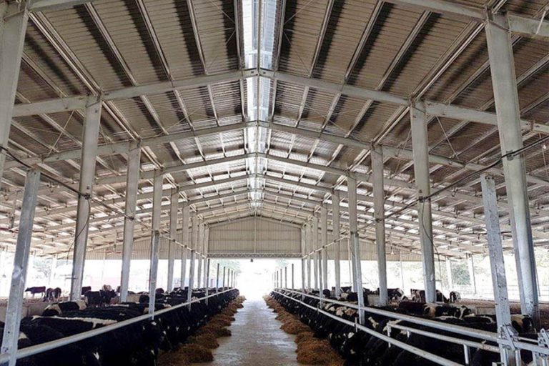 Cattle farm in Papua New Guinea