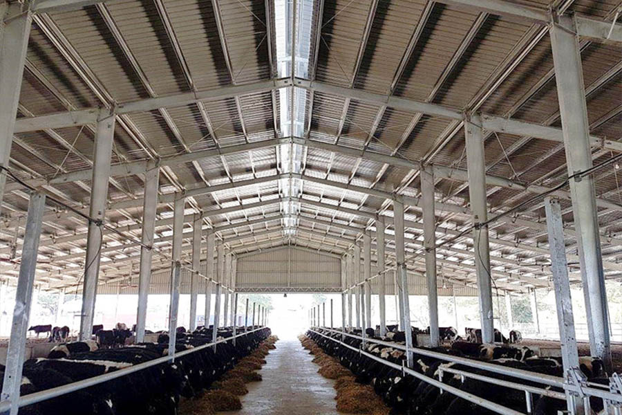 Cattle farm in Papua New Guinea4