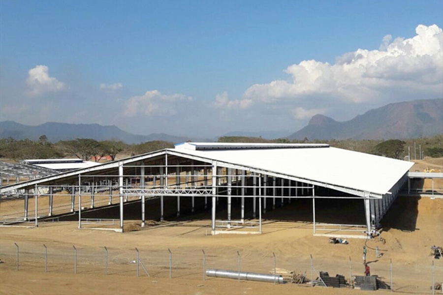 Cattle-farm-in-Papua-New-Guinea detail